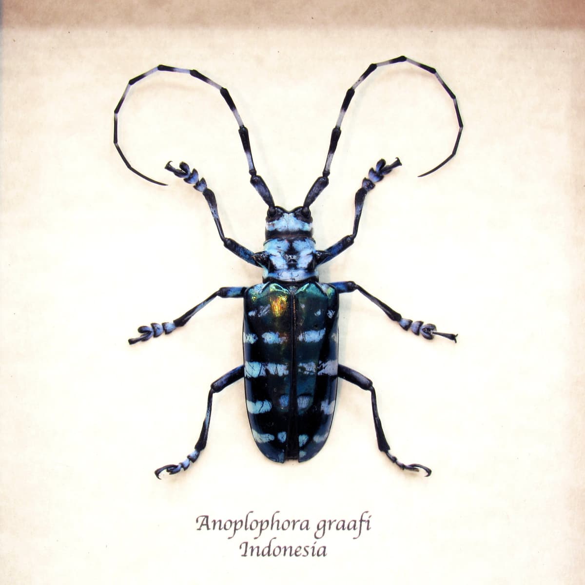Real blue Longhorn beetle framed taxidermy - Anoplophora graafi