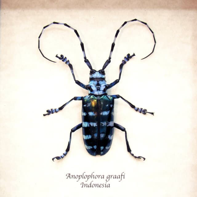 Real blue Longhorn beetle framed taxidermy - Anoplophora graafi