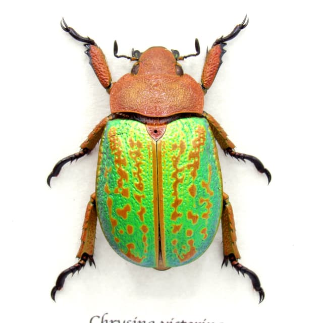 Large Jewel Scarab beetle framed taxidermy - Chrysina victorina