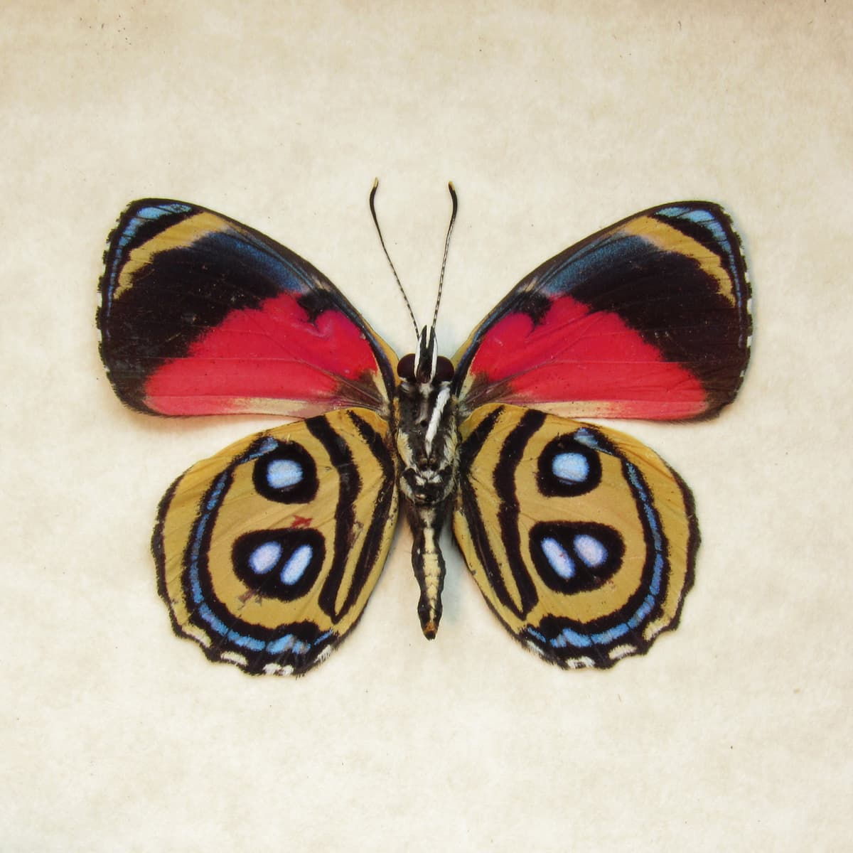 Real red butterfly framed taxidermy - Callicore peristera