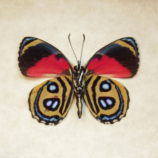 Real red butterfly framed taxidermy - Callicore peristera