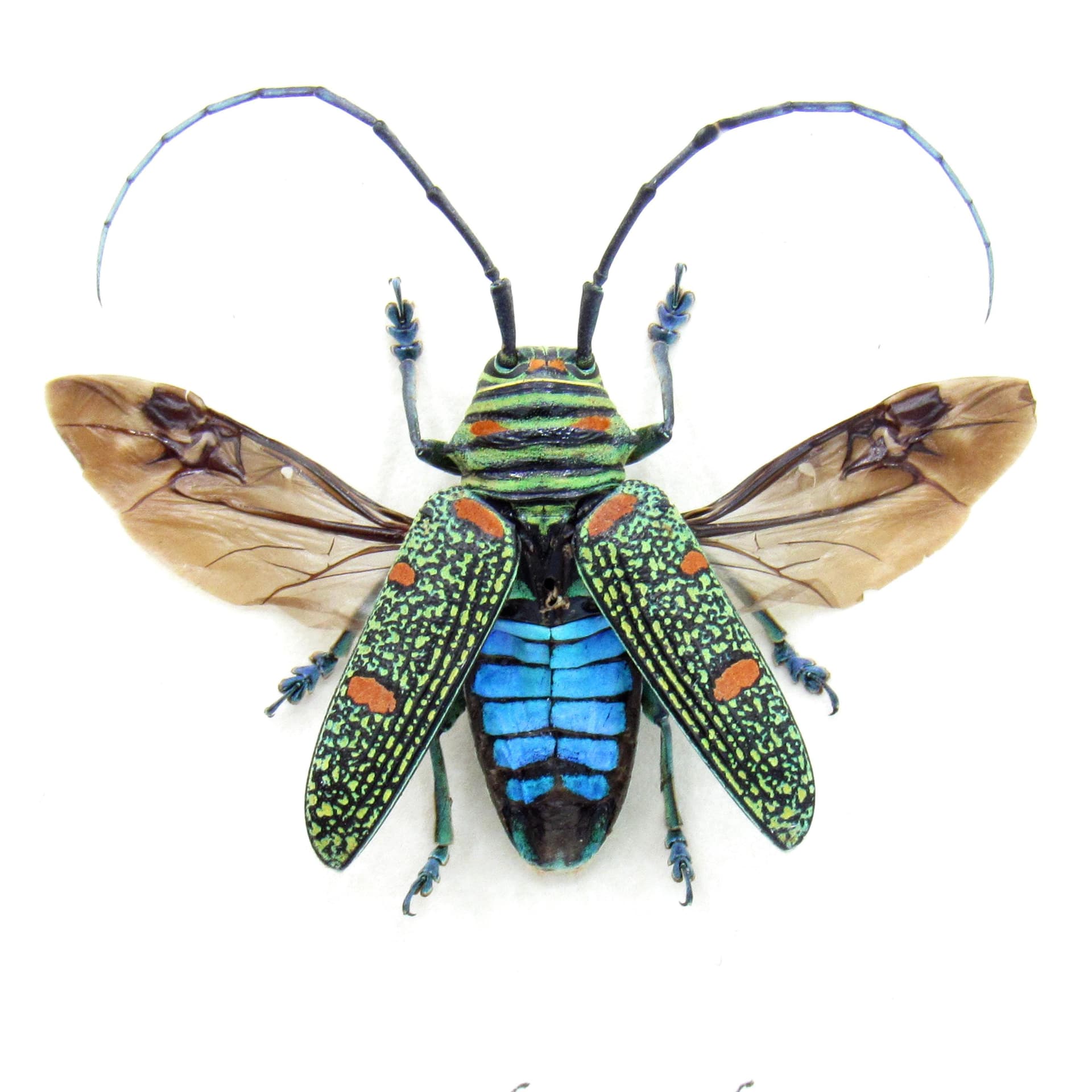 Real longhorn beetle framed taxidermy - Zographus regalis - female