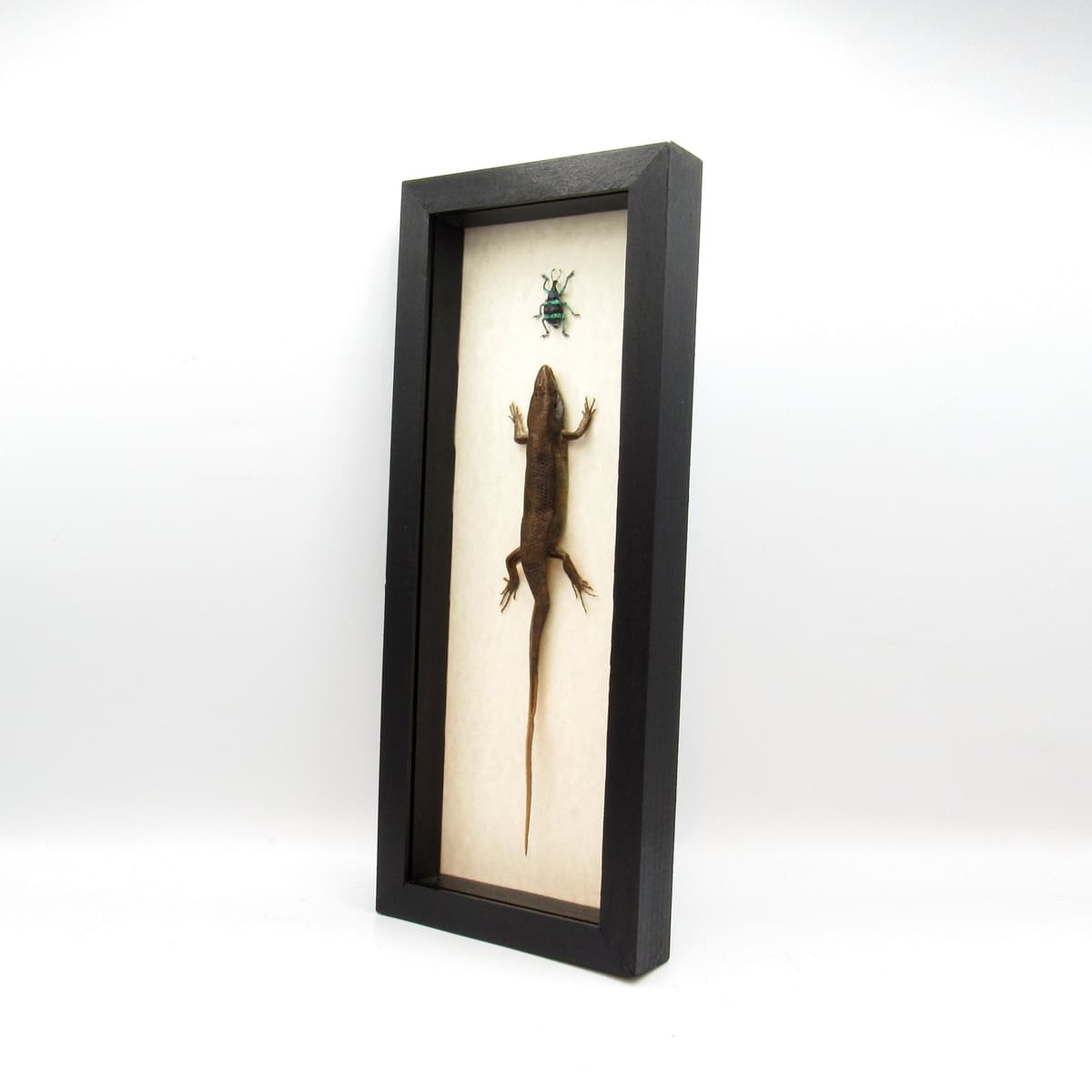 The Chase!  Real framed lizard chasing a beetle