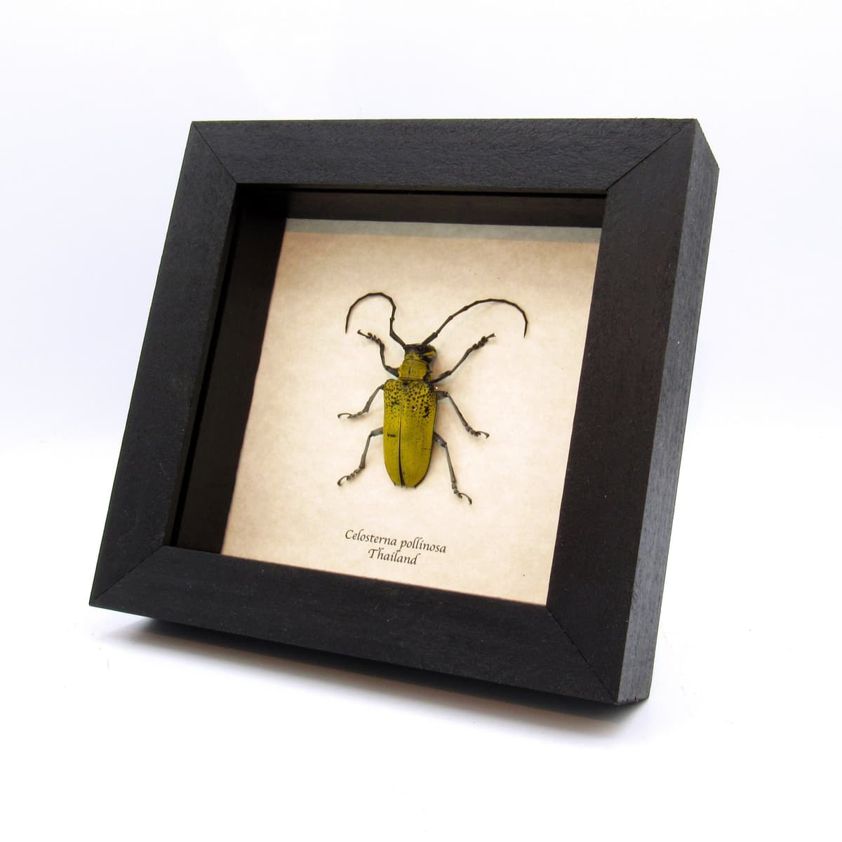 Real yellow Longhorn beetle framed taxidermy - Celosterna pollinosa
