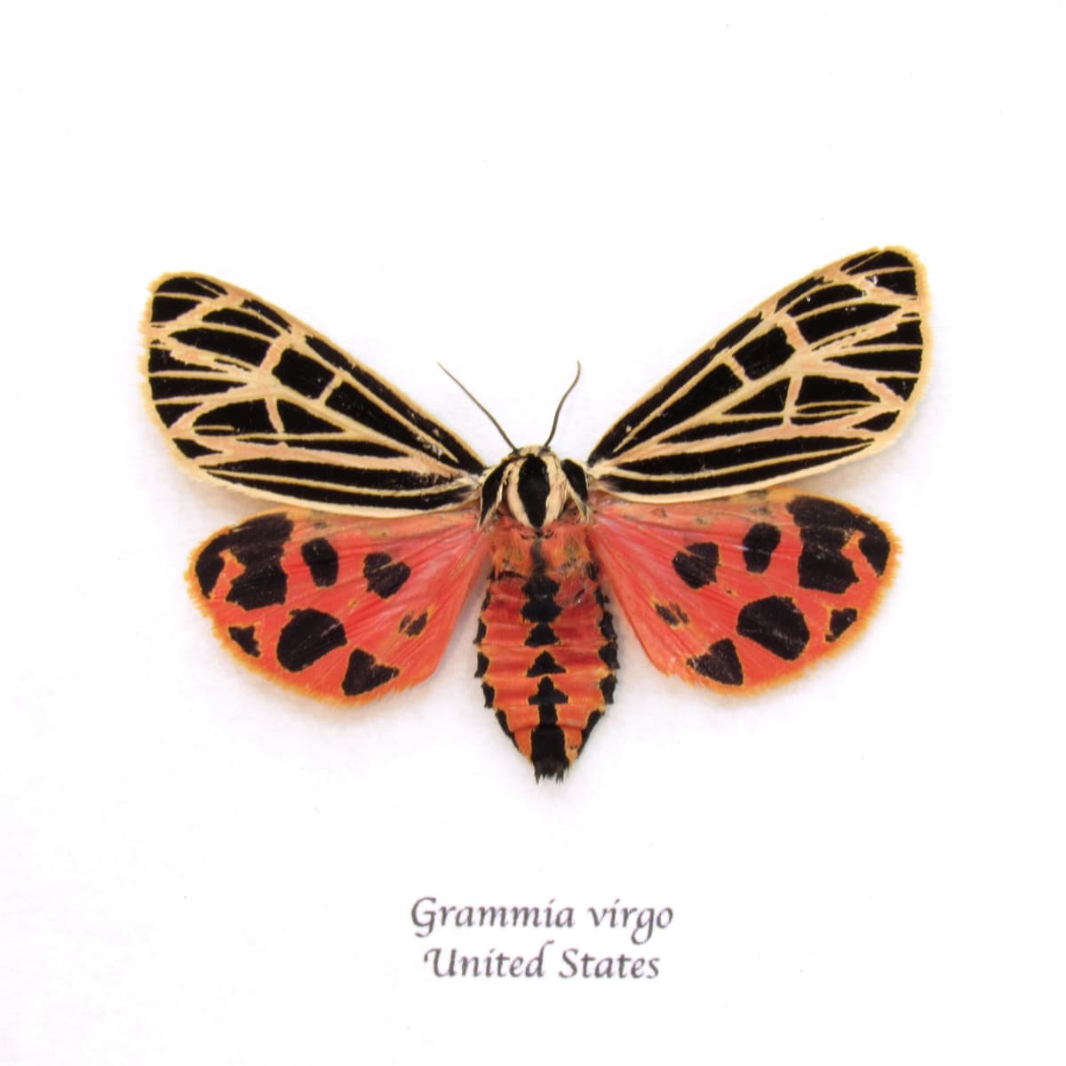 Rare Virgin Tiger moth framed taxidermy - Grammia virgo