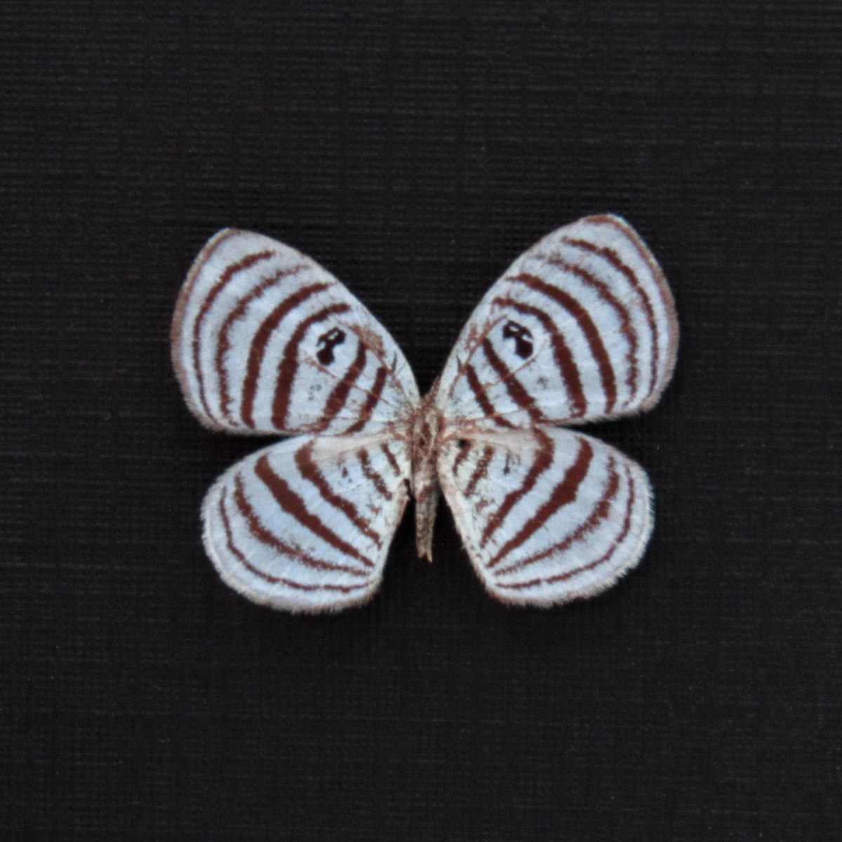 Tiny ice blue Metalmark butterfly framed taxidermy - Riodinidae species - missing antenna
