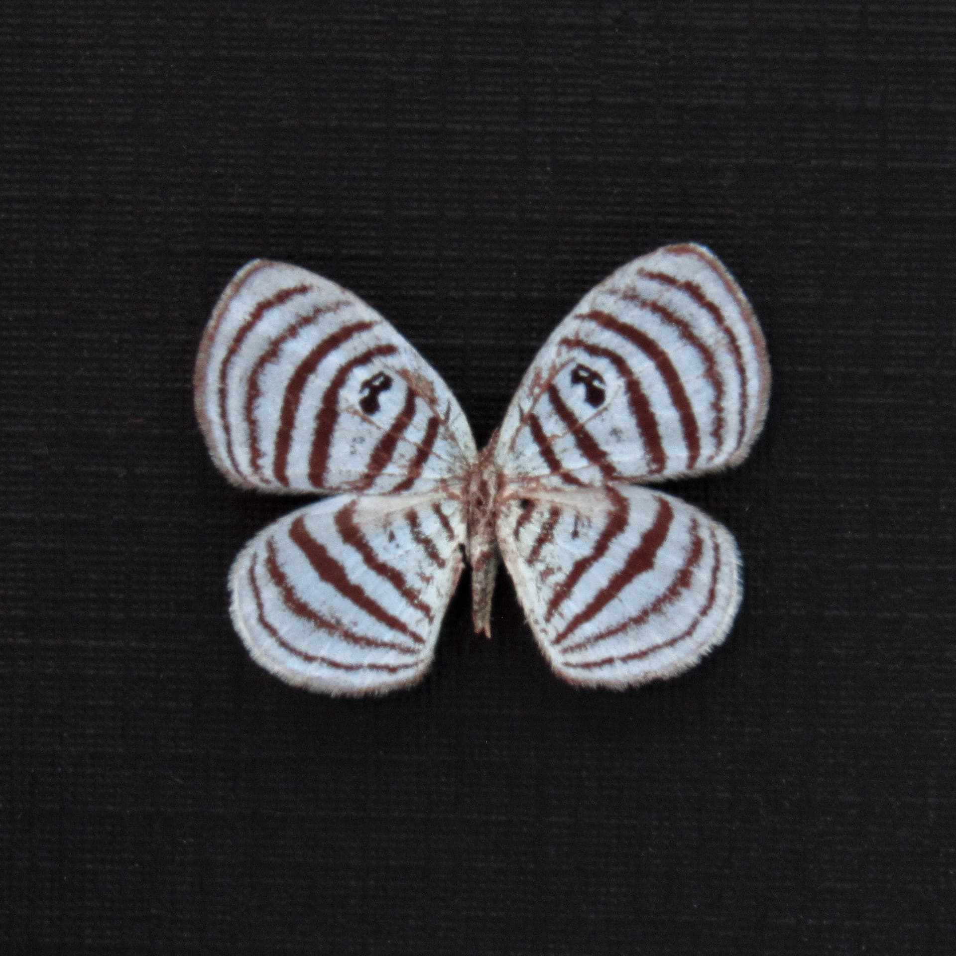 Tiny ice blue Metalmark butterfly framed taxidermy - Riodinidae species - missing antenna