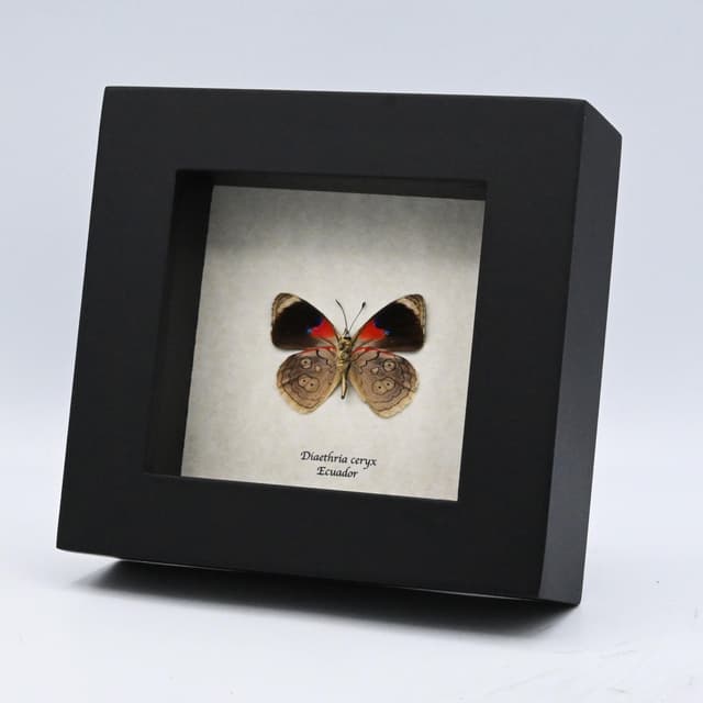 Real Ceryx 88 Butterfly framed taxidermy - Diaethria ceryx
