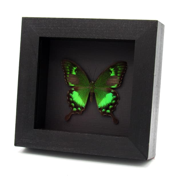 Rare green Swallowtail butterfly framed taxidermy - Papilio neumogeni