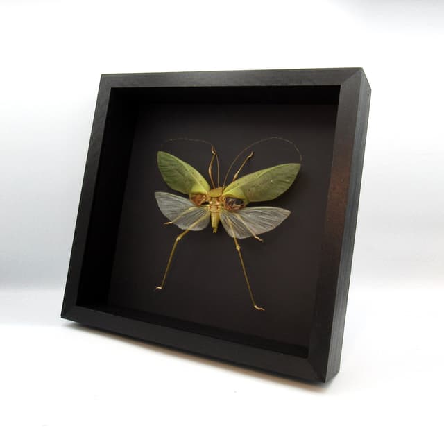 MASSIVE real Carnivorous Katydid framed taxidermy - Arachnacris corporalis