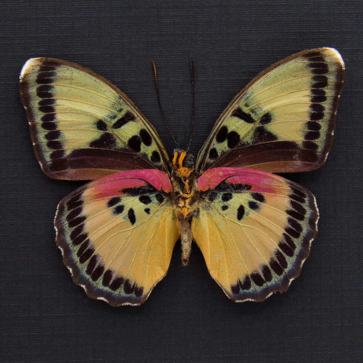 Real Crocker's Forester butterfly framed taxidermy - Euphaedra crockeri