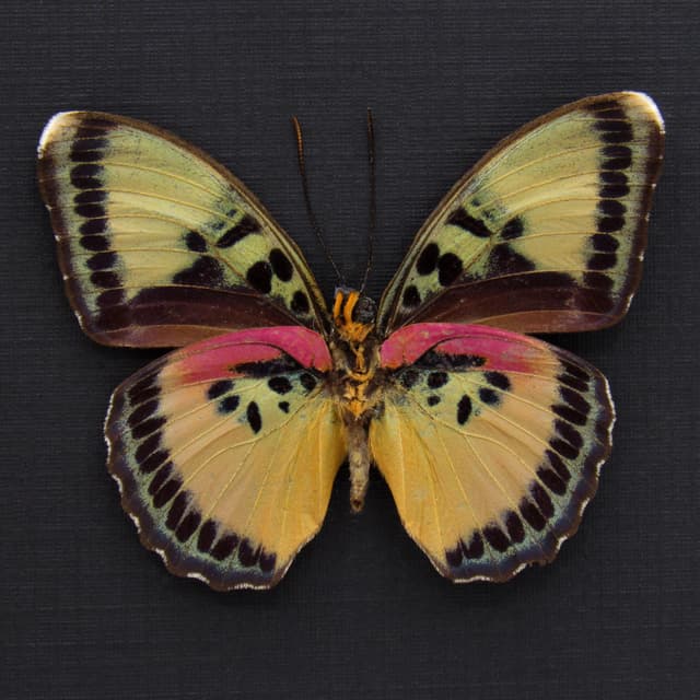 Real Crocker's Forester butterfly framed taxidermy - Euphaedra crockeri
