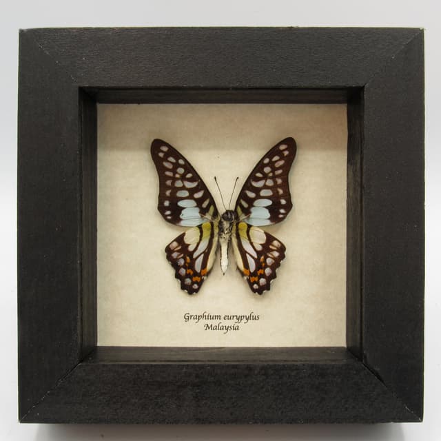 Real opalescent butterfly framed taxidermy - Graphium eurypylus