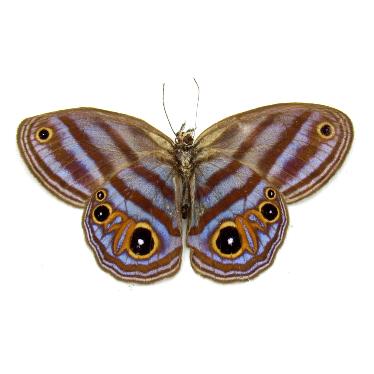 Rare purple Metalmark butterfly framed taxidermy - Chloreuptychia chlorimene - Victorian mount
