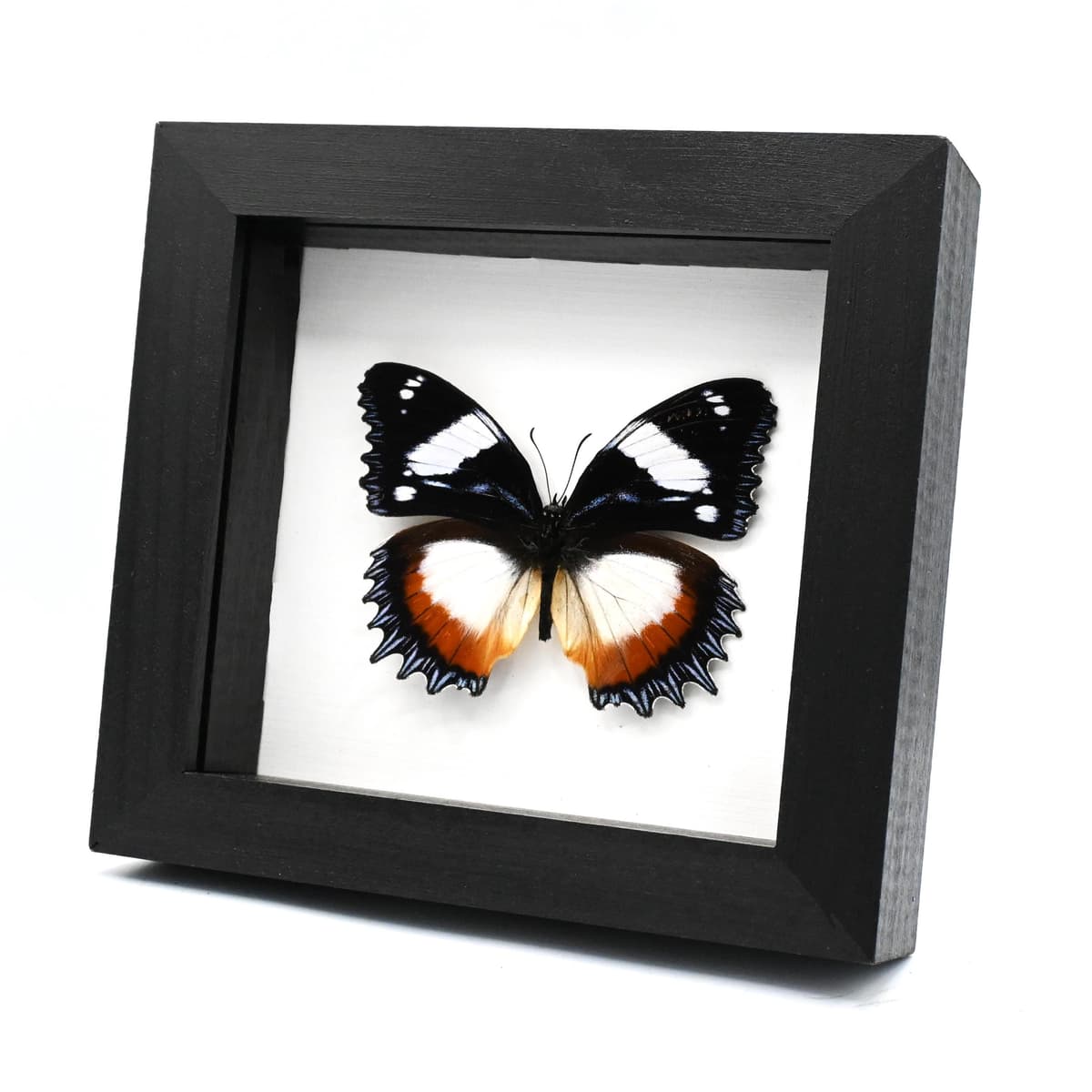 Real framed taxidermy butterfly - Hypolimnas dexithea