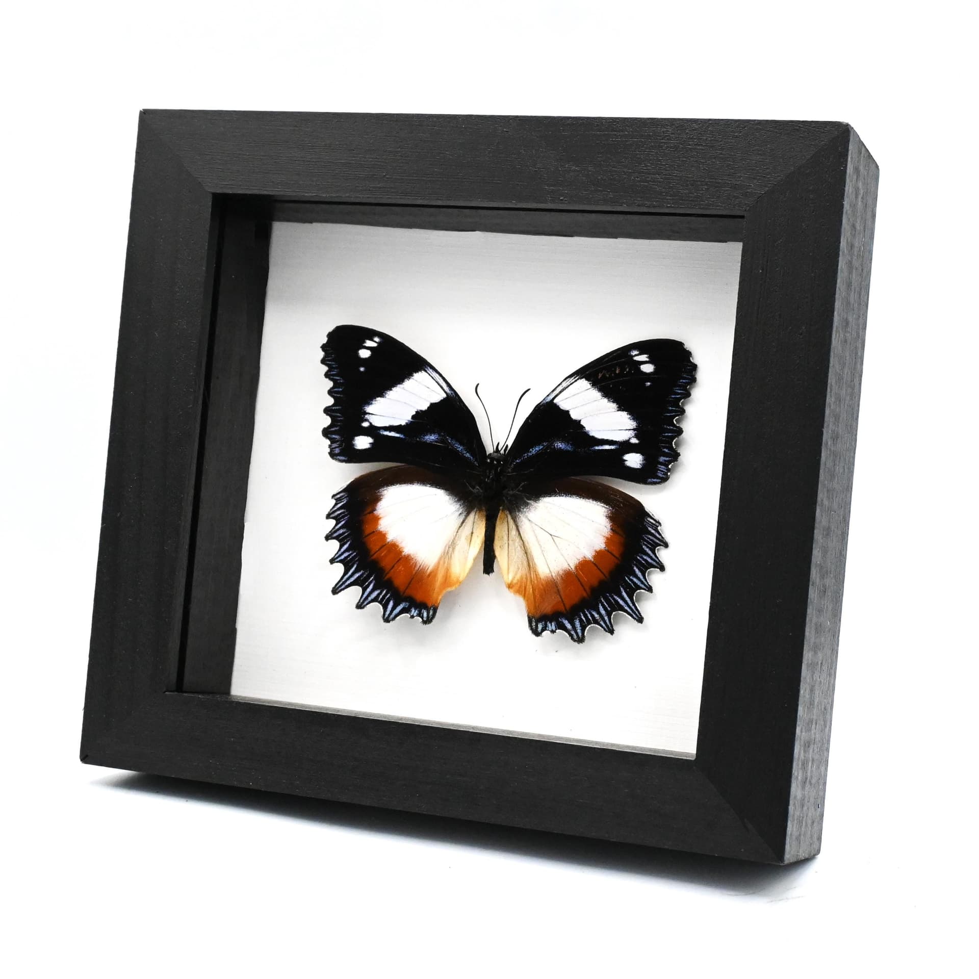 Real framed taxidermy butterfly - Hypolimnas dexithea