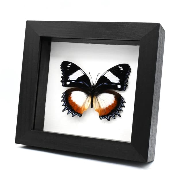 Real framed taxidermy butterfly - Hypolimnas dexithea
