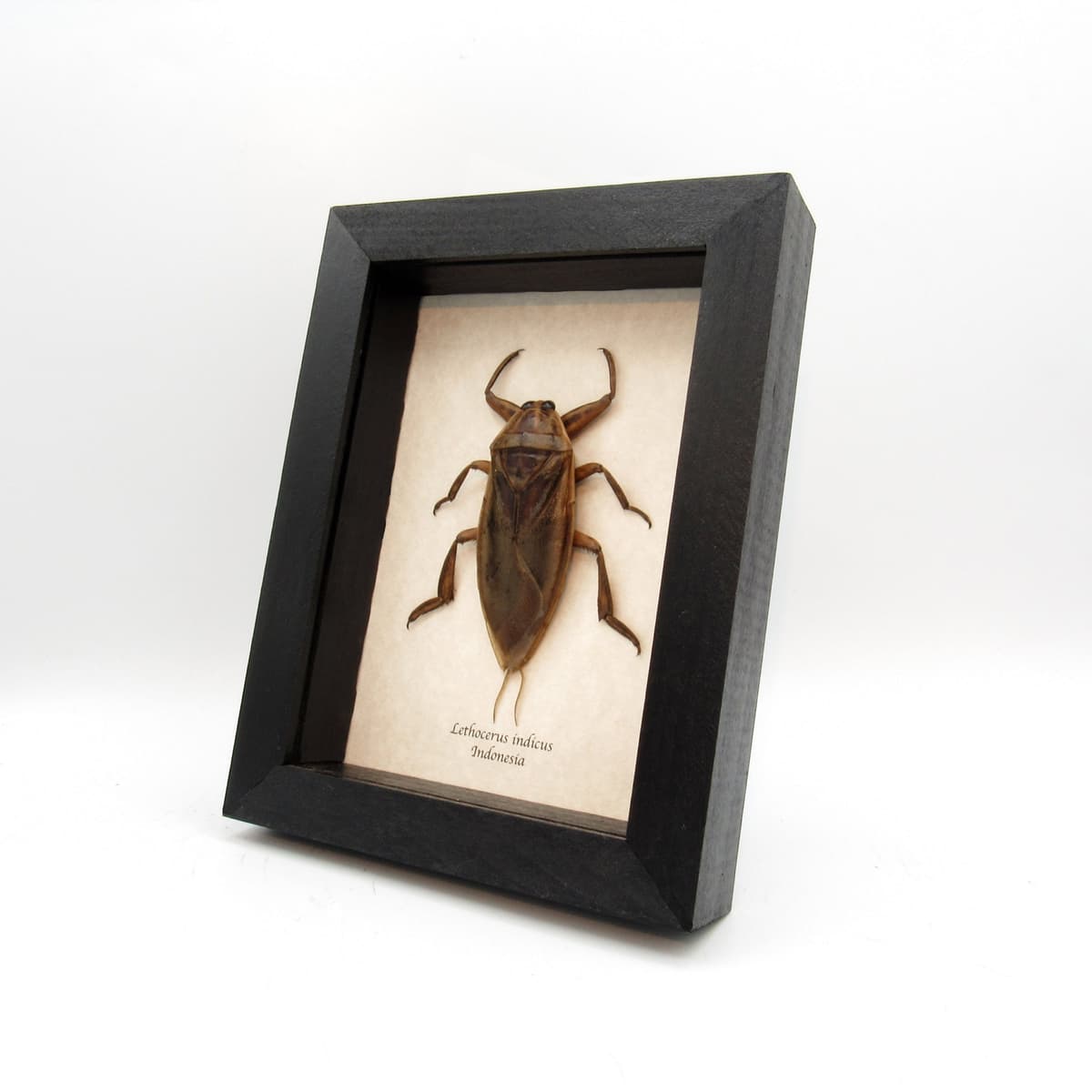 Real Giant Water Bug framed taxidermy - Lethocerus indicus