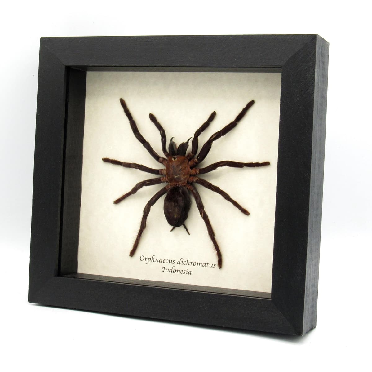 Real New Guinea Black Fury Tarantula spider framed taxidermy - Orphnaecus dichromatus - XL