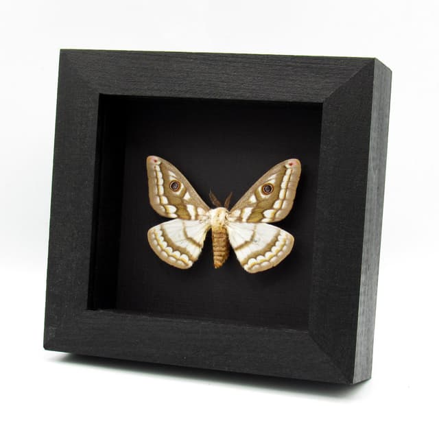 Rare white Marbled Emperor moth framed specimen - Heniocha diops