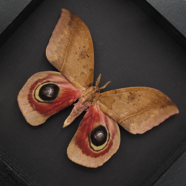Real Giant Saturn moth framed - Automeris janus