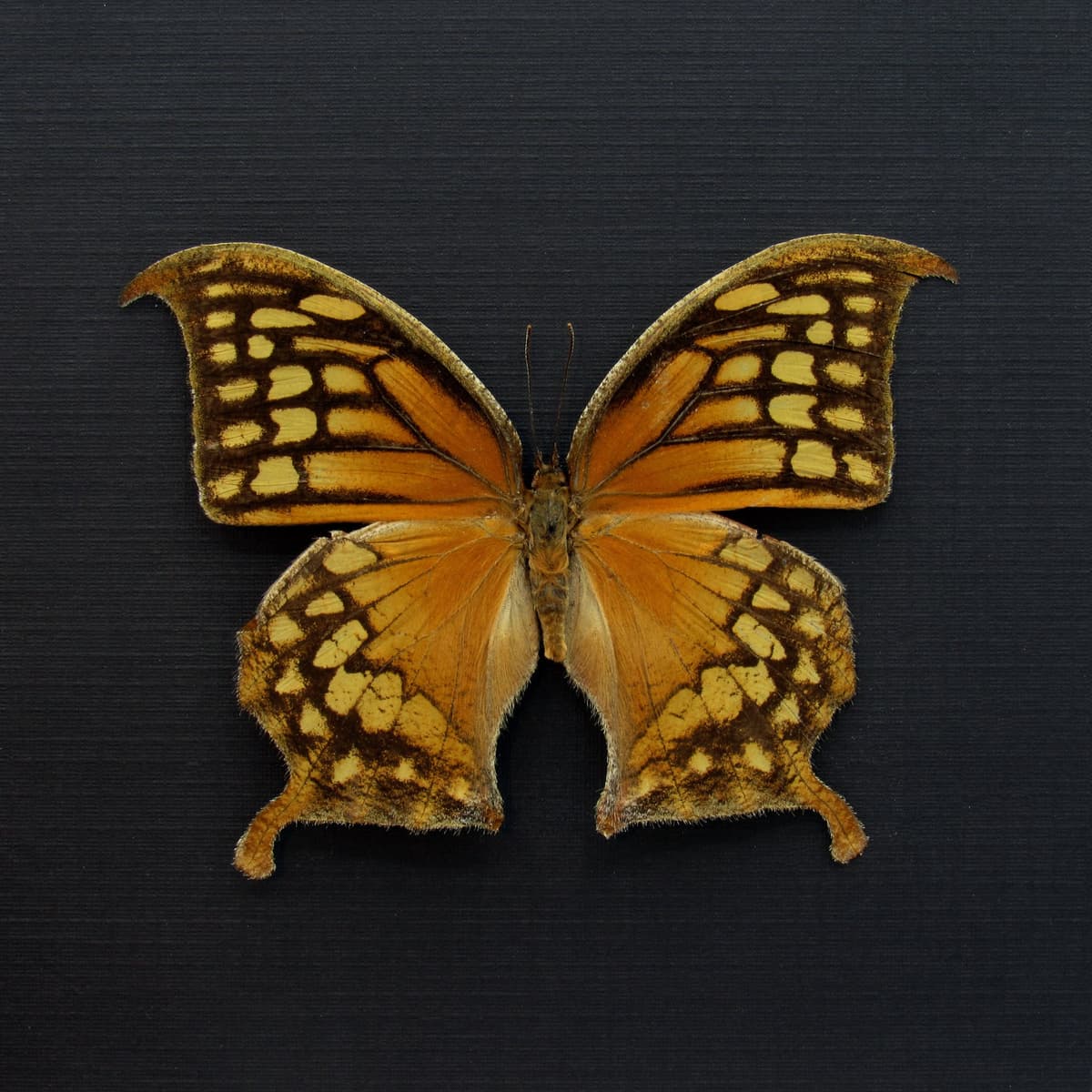 Rare orange butterfly framed taxidermy - Consul excellens - female