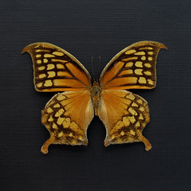 Rare orange butterfly framed taxidermy - Consul excellens - female