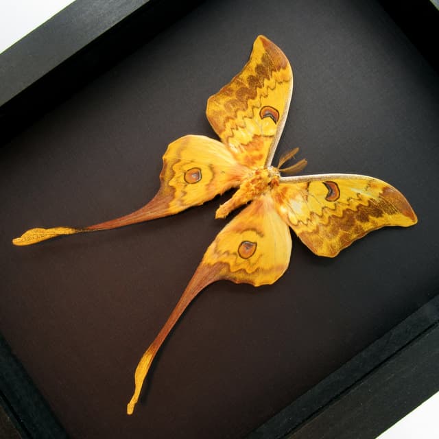 Rare Giant Moon moth framed taxidermy - Actias groenendaeli acutapex - minor damage