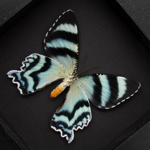 Rare blue Zodiac moth framed taxidermy - Alcides zodiaca