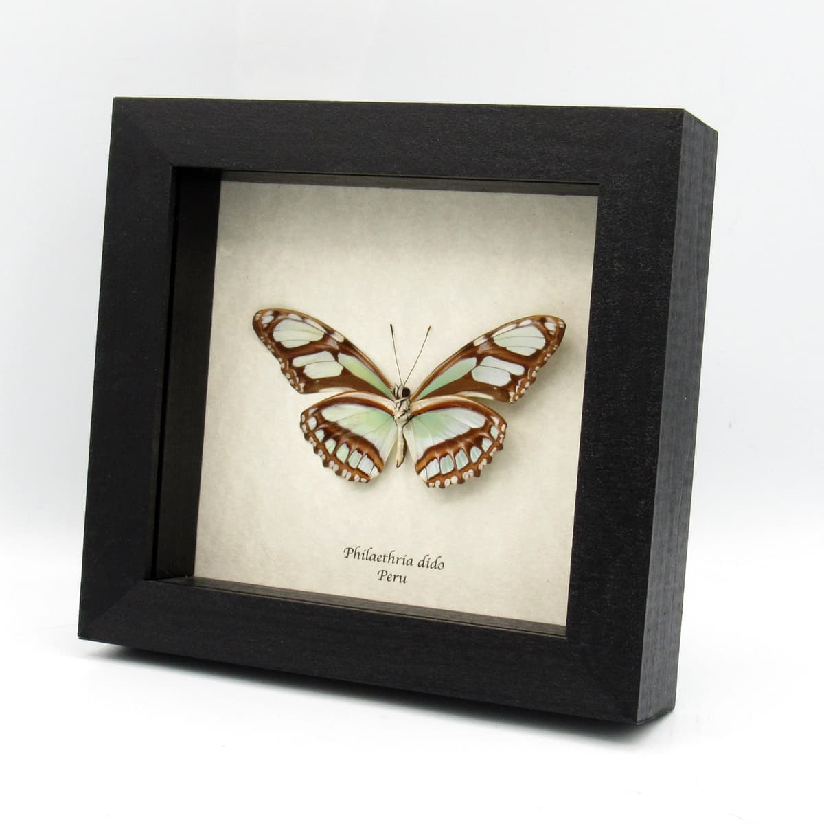 Real silver Longwing butterfly framed taxidermy - Philaethria dido