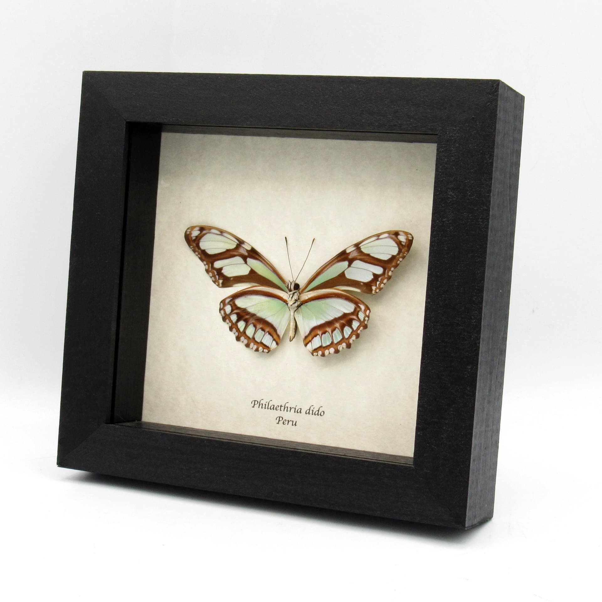 Real silver Longwing butterfly framed taxidermy - Philaethria dido