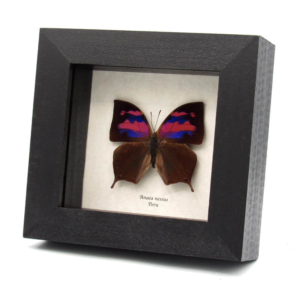 Real pink framed taxidermy butterfly - Anaea nessus