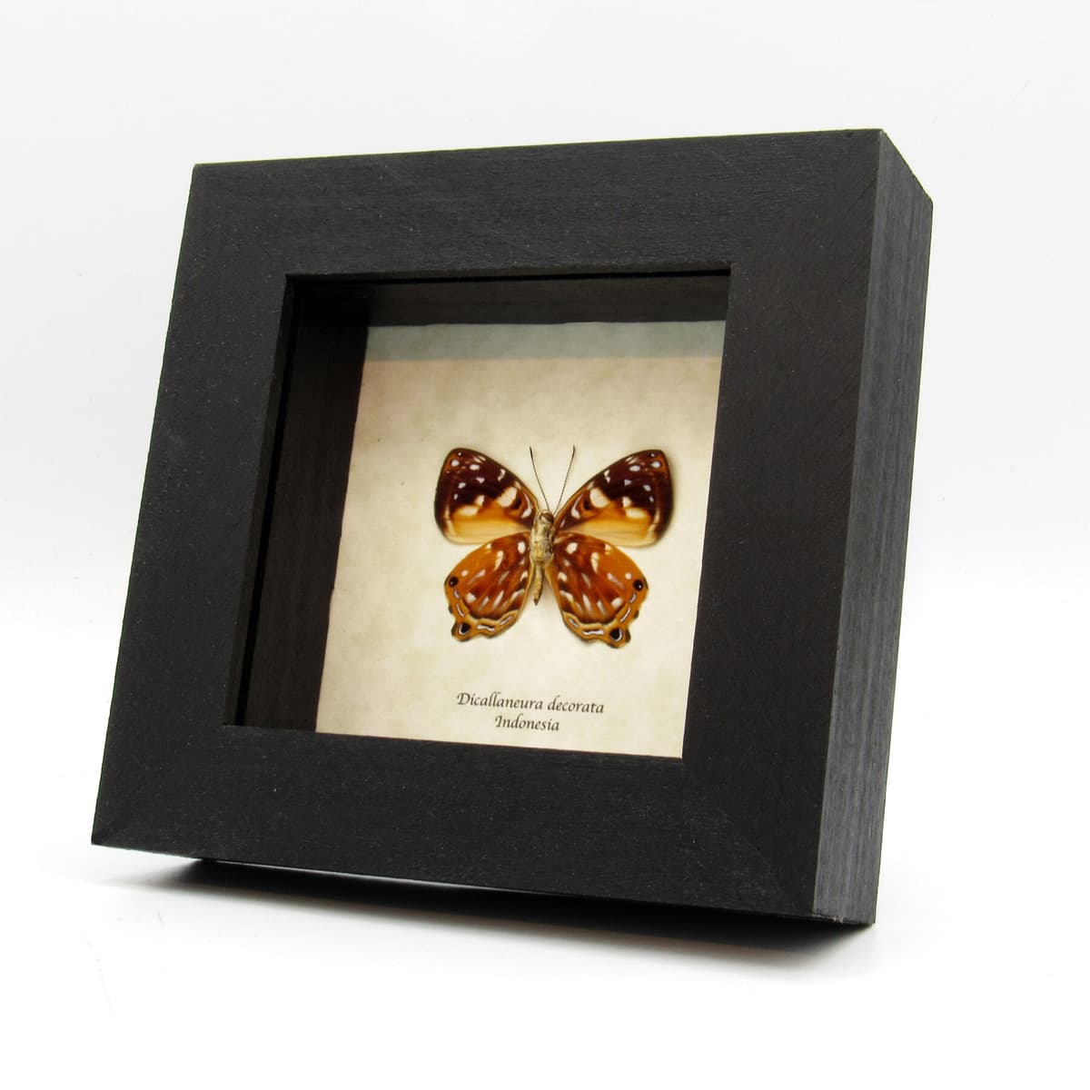 Real metallic Metalmark butterfly framed taxidermy - Dicallaneura decorata