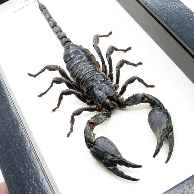 Real Giant Scorpion framed taxidermy - Heterometrus cyaneus - XL
