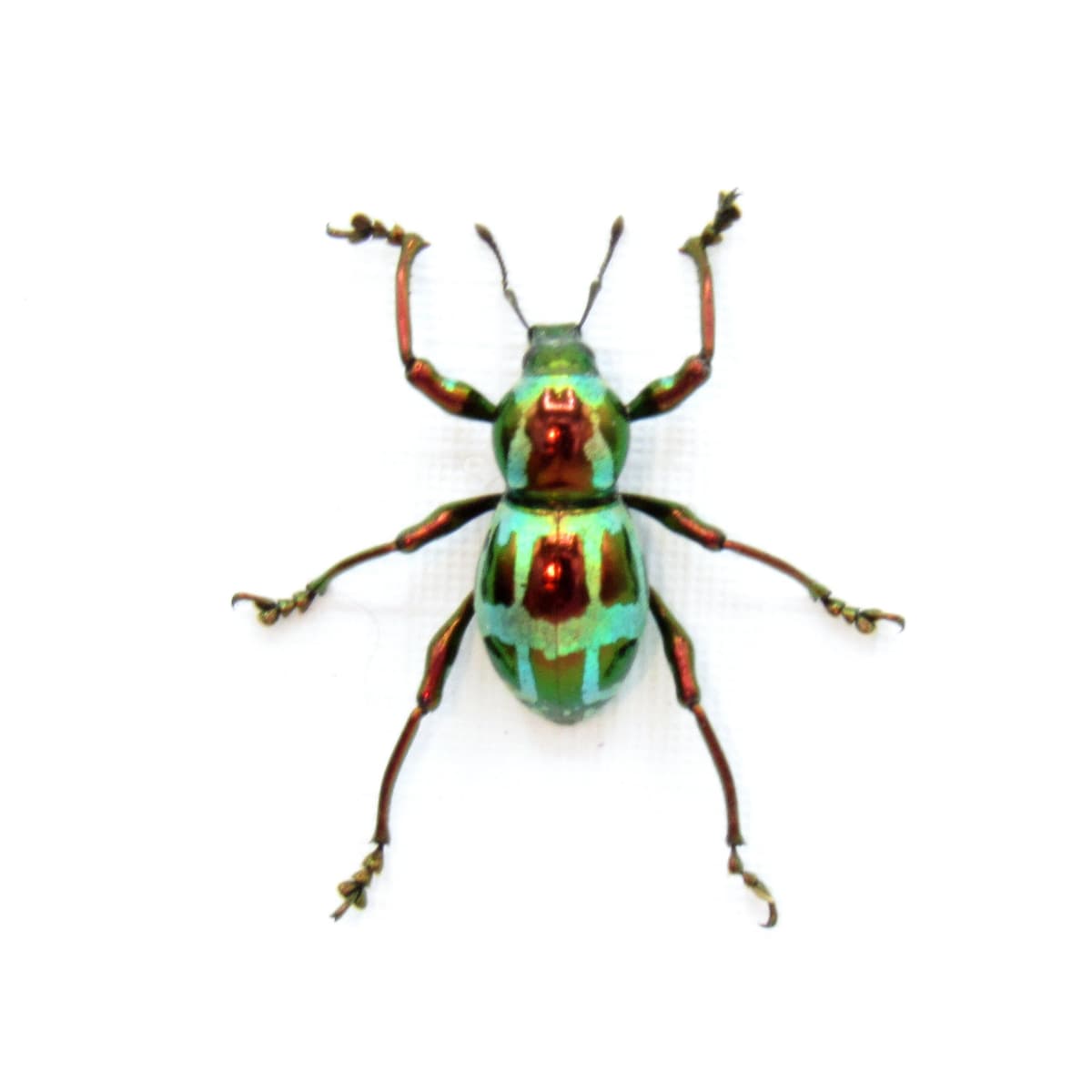 WEEVIL MANIA!  Real metallic red and green weevil framed taxidermy - Pachyrhynchus gloriosus
