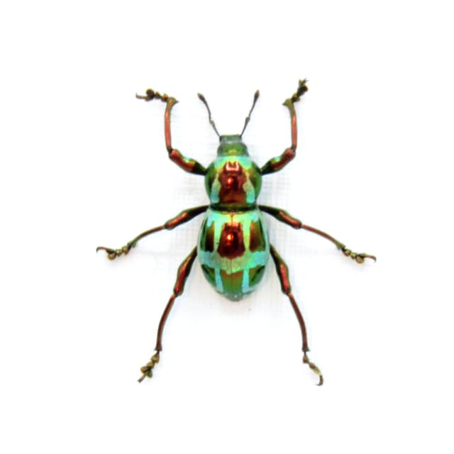 WEEVIL MANIA!  Real metallic red and green weevil framed taxidermy - Pachyrhynchus gloriosus