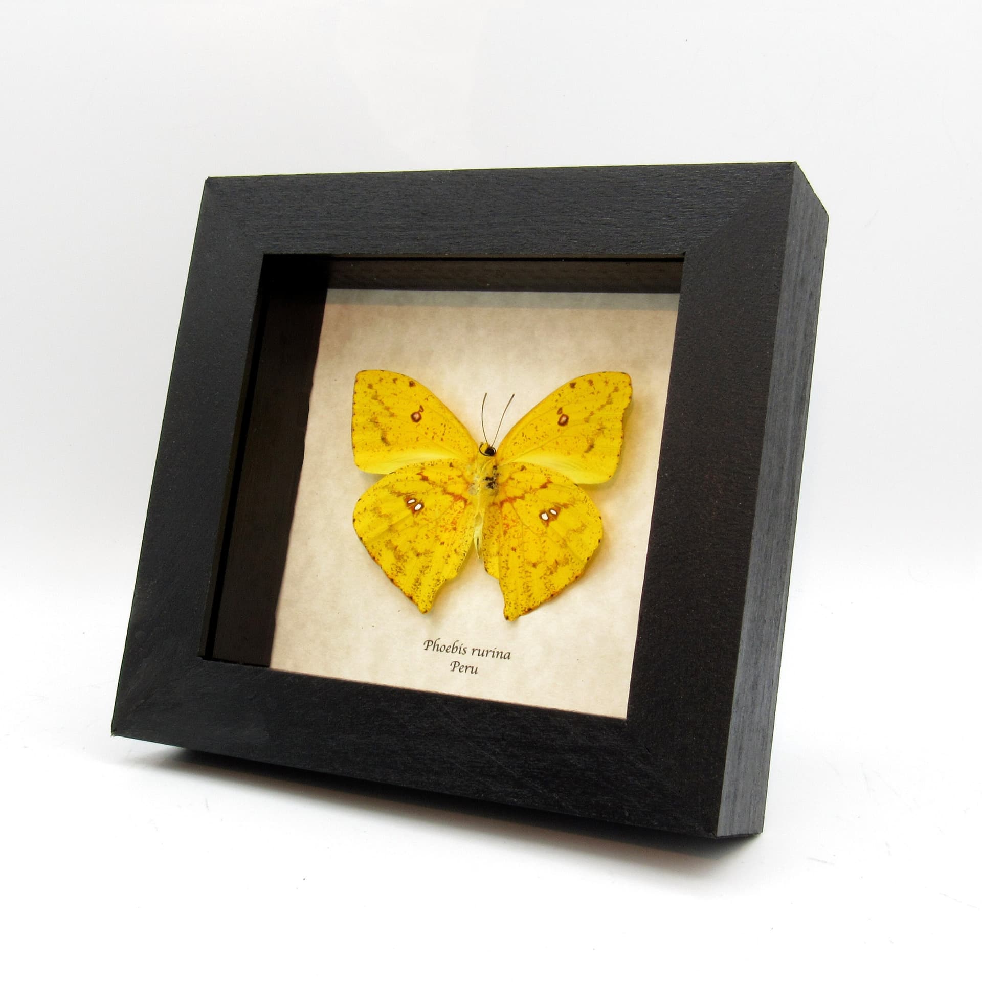 Real yellow Sulphur butterfly framed taxidermy - Phoebis rurina
