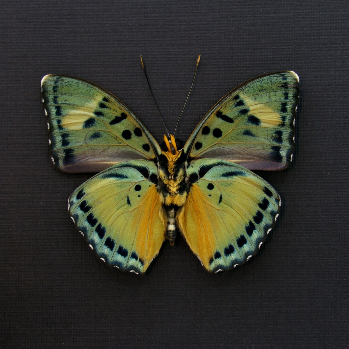 Real Ravola Ceres Forester butterfly framed taxidermy - Euphaedra ravola