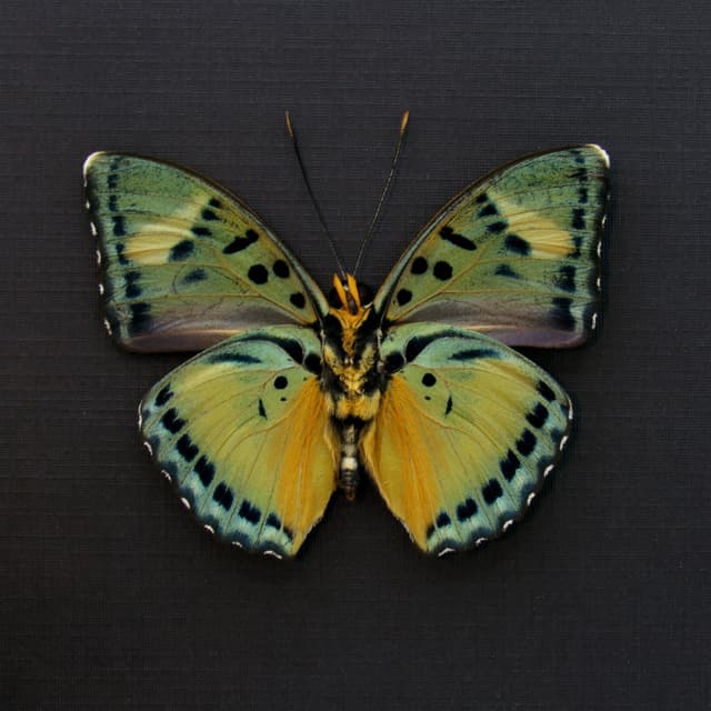Real Ravola Ceres Forester butterfly framed taxidermy - Euphaedra ravola