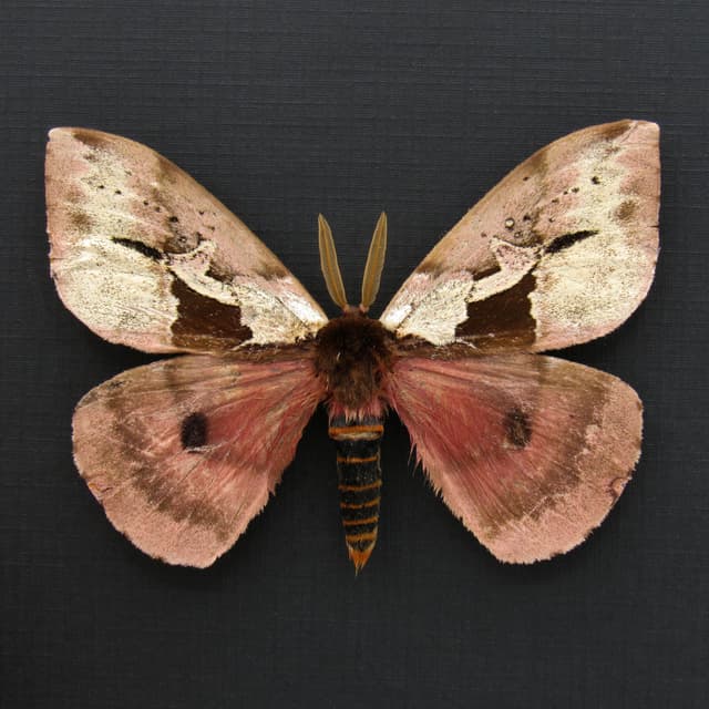 Rare pink Saturn moth framed taxidermy - Dirphia multicolor - large - repaired