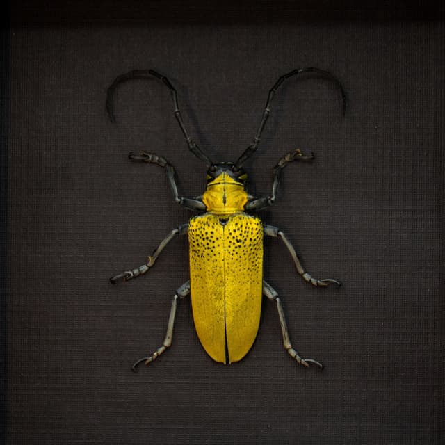 Real yellow Longhorn beetle framed taxidermy - Celosterna pollinosa