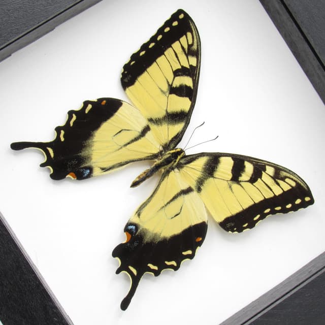Real Tiger Swallowtail framed taxidermy - Papilio glaucus - Large female