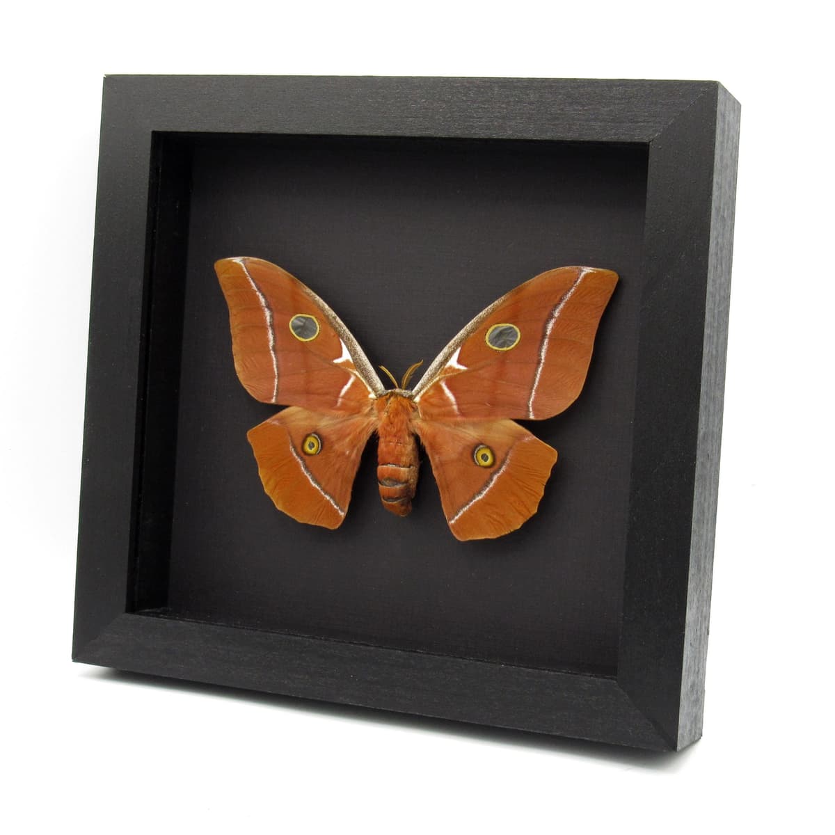 Very rare Giant Godman's Silkmoth framed taxidermy - Antheraea godmani - female