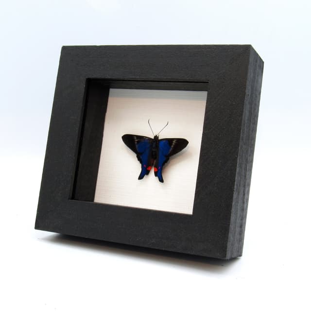 Real Metalmark butterfly framed taxidermy - Rhetus periander - Victorian mount