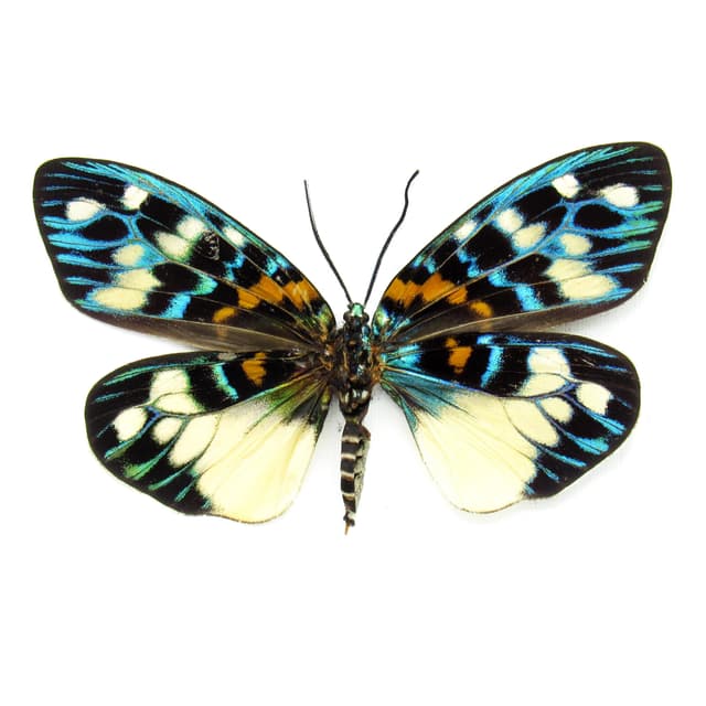 Real metallic Day Flying moth framed taxidermy - Erasmia pulchera chinensis