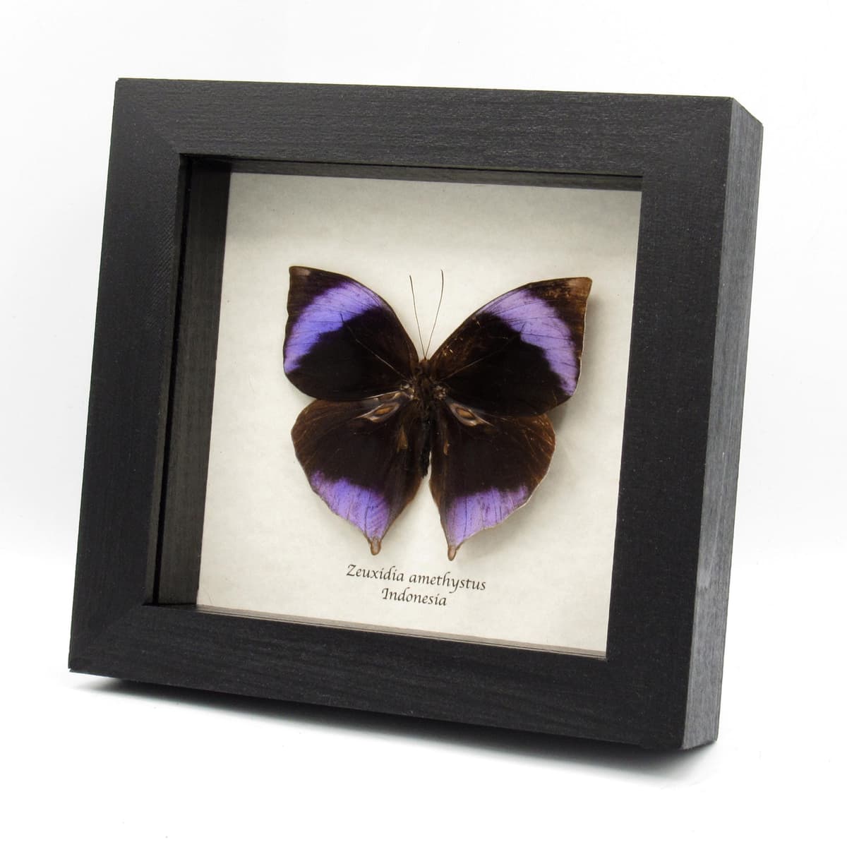 Rare Amethyst Saturn butterfly framed taxidermy - Zeuxidia amethystus