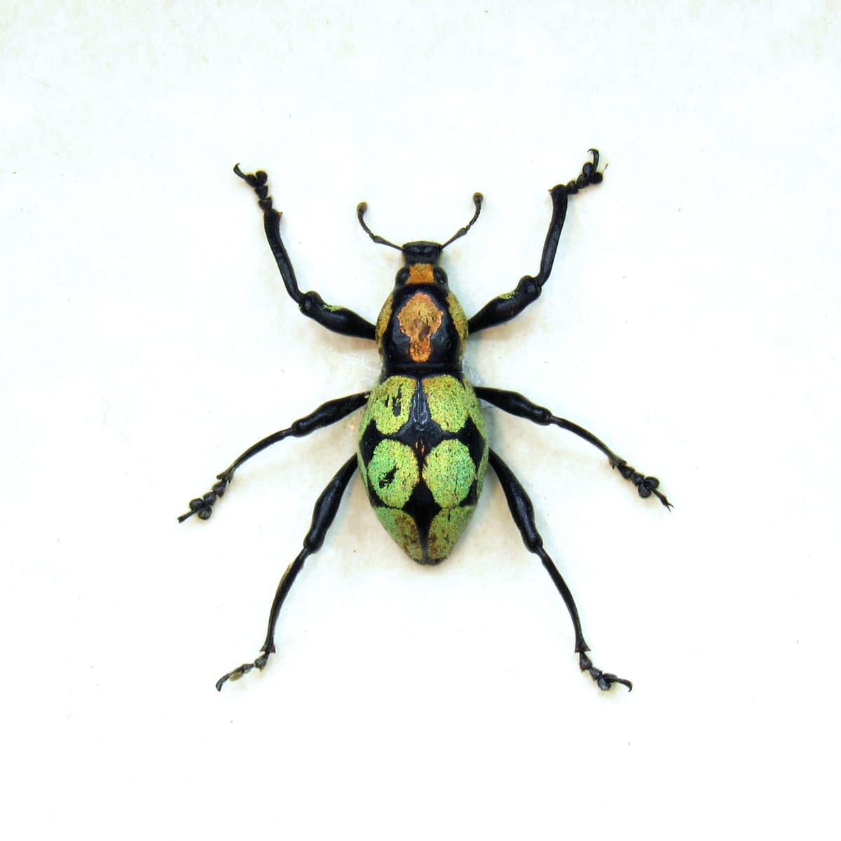 WEEVIL MANIA!  Rare glitter weevil framed taxidermy - Pachyrhynchus reicherti