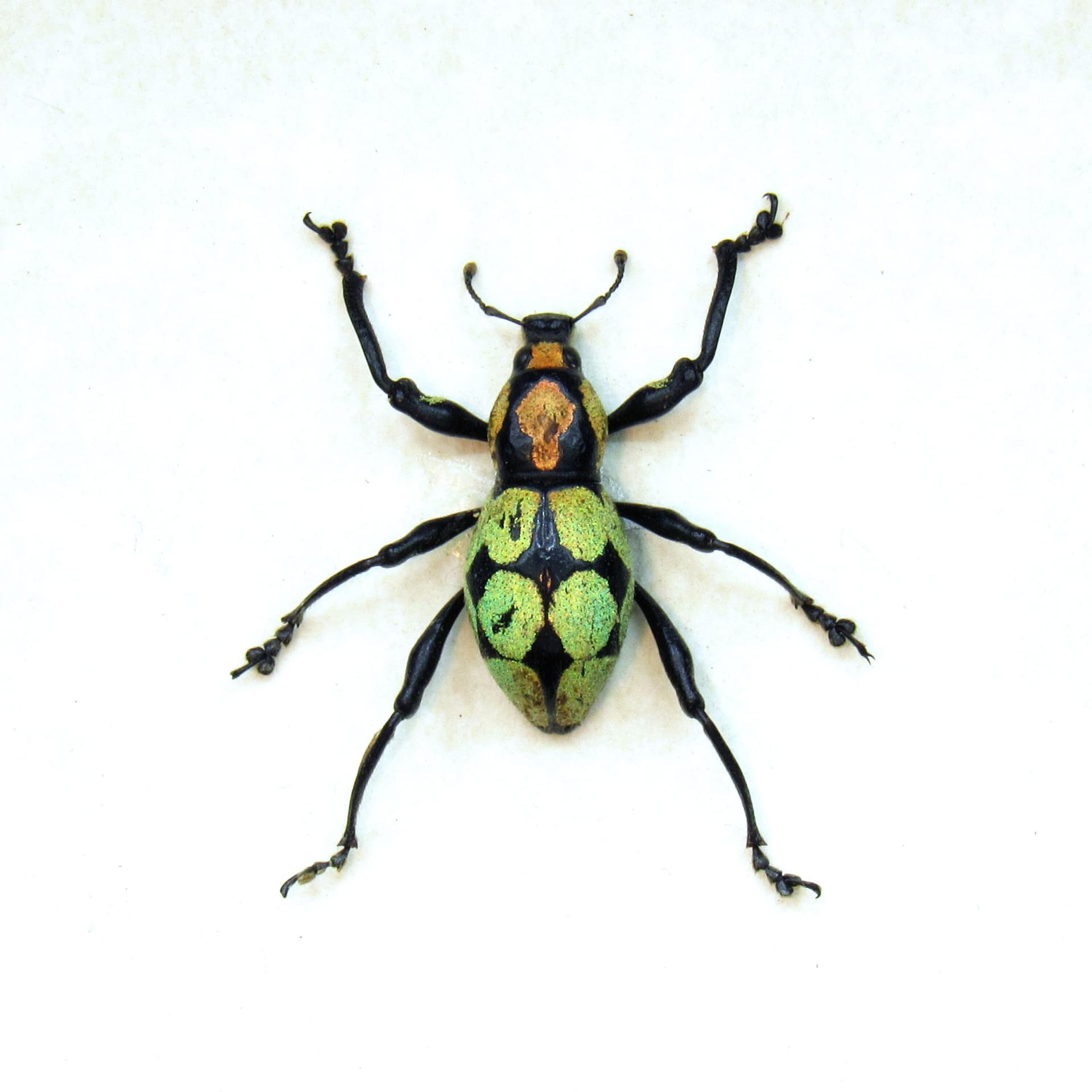 WEEVIL MANIA!  Rare glitter weevil framed taxidermy - Pachyrhynchus reicherti