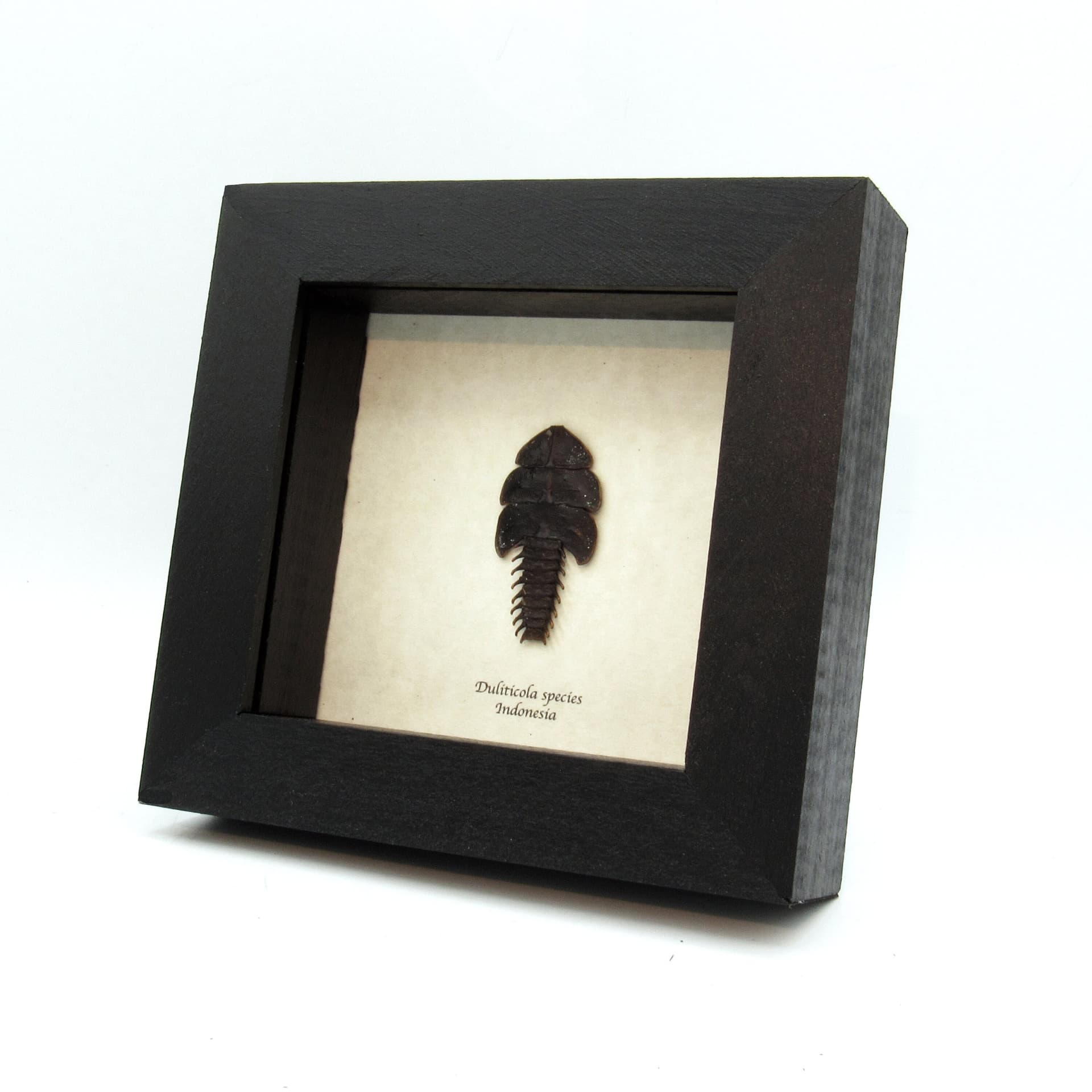Real Trilobite beetle framed taxidermy - Duliticola species