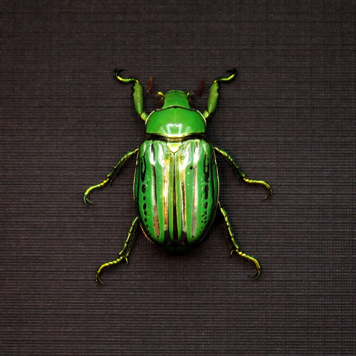 Real metallic Jewel beetle framed taxidermy - Plusiotis (Chrysina) gloriosa